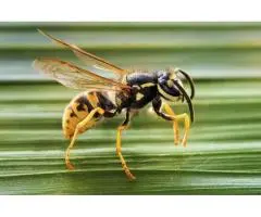 Dealing with Wasps? Trusted Wasp Control Services Melbourne Can Help
