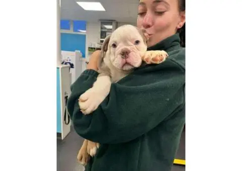 English Bulldog Puppy for Adoption