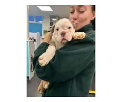 English Bulldog Puppy for Adoption