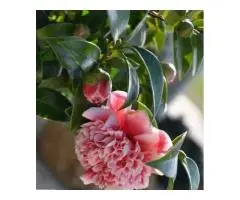 Jasmine Plants for Sale - Online Plants