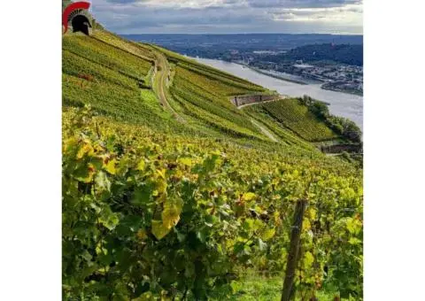 Best Wineries in Mclaren vale - The curtis family vineyards