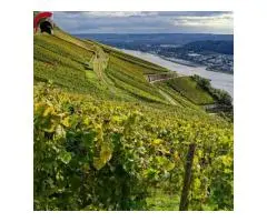 Best Wineries in Mclaren vale - The curtis family vineyards