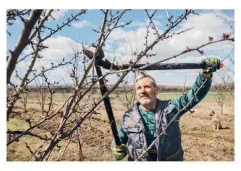 Reliable Tree Pruner Near Me | Taylors Tree and Stump Removal – Trusted Tree Maintenance