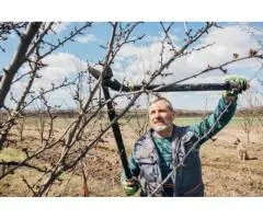 Reliable Tree Pruner Near Me | Taylors Tree and Stump Removal – Trusted Tree Maintenance