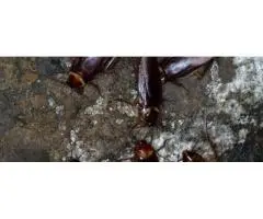 Remove Health Risks with Cockroaches Pest Control Solutions in Melbourne
