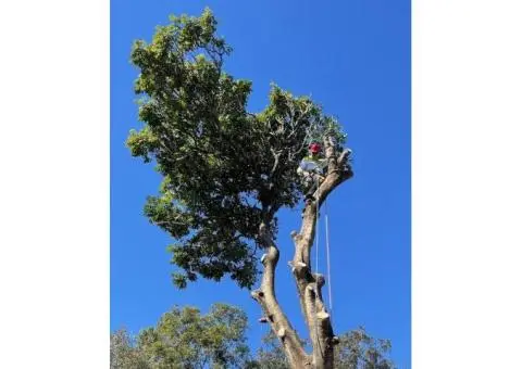 Tree Loppers Logan City