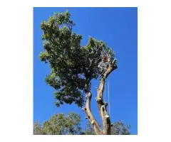 Tree Loppers Logan City