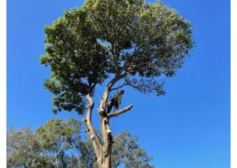 Tree Loppers Brisbane