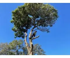 Tree Loppers Brisbane