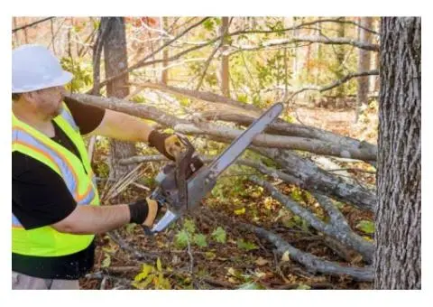 Expert Tree Stump Grinding Services at Competitive Prices | Taylors Tree and Stump Removal