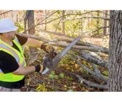 Expert Tree Stump Grinding Services at Competitive Prices | Taylors Tree and Stump Removal