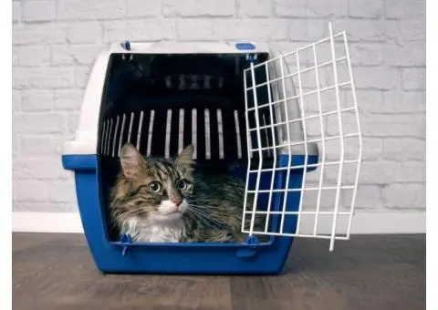 Most Affordable Cattery in Melbourne