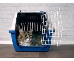 Most Affordable Cattery in Melbourne