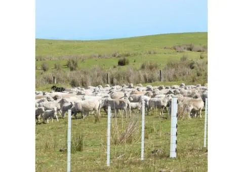 Build Premium Quality Poly Fencing for Lifelong