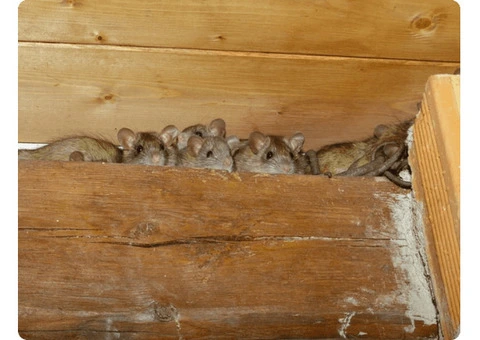 Rats Pest Control Perth - 3/3