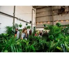 BRISBANE INDOOR PLANT SALE