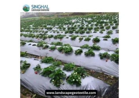 Mulch Film: Enhancing Crop Growth with Better Soil and Moisture Management