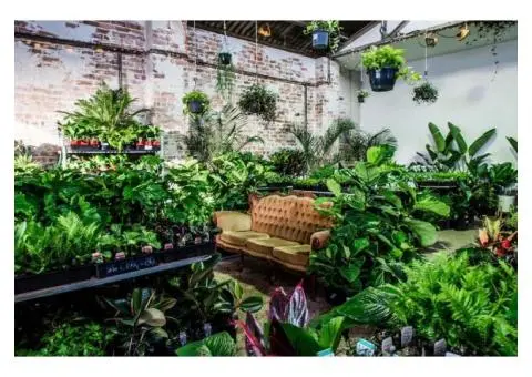 The Jungle Collective 🌿 Moondog Brewery Plant Sale