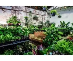The Jungle Collective 🌿 Moondog Brewery Plant Sale