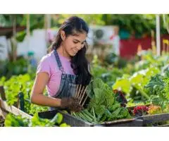 Want Expert Help with Vegetable Gardening in Brisbane?