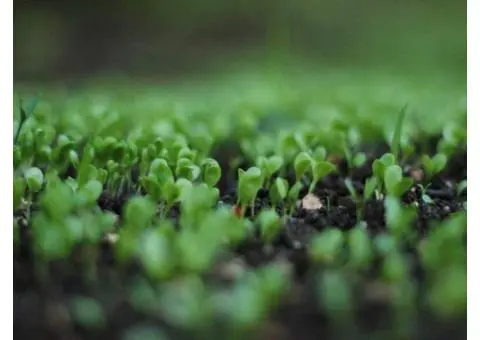 Why Organic Slow Release Fertiliser is Ideal for Aussie Gardeners