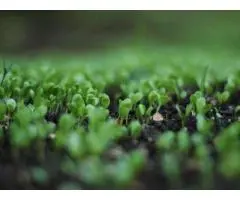 Why Organic Slow Release Fertiliser is Ideal for Aussie Gardeners