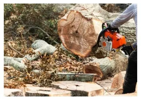 Expert Help with Tree Cutting Permits | Taylors Tree and Stump Removal