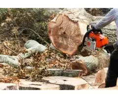 Expert Help with Tree Cutting Permits | Taylors Tree and Stump Removal