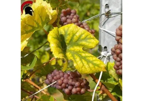 Wineries in McLaren Vale : But Which One is the best?