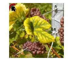 Wineries in McLaren Vale : But Which One is the best?