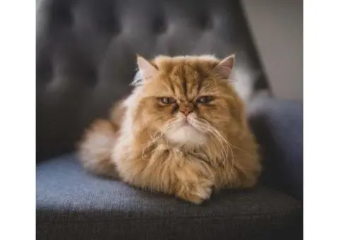 Most Reliable Cat Groomers in Carrara