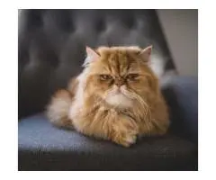 Most Reliable Cat Groomers in Carrara