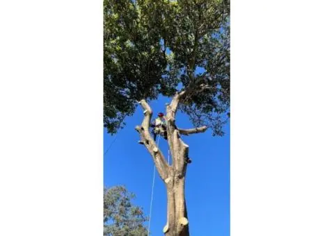 Tree Removal North Shore
