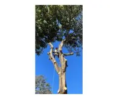 Tree Removal Auburn