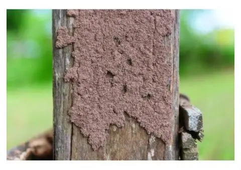 Termite Control Cost Brisbane | Tom's Pest Control Brisbane