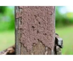 Termite Control Cost Brisbane | Tom's Pest Control Brisbane