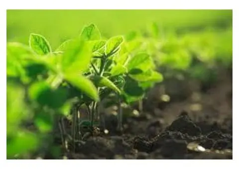 Organic Slow Release Fertiliser in Australia – Smarter Feeding for Your Garden