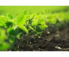 Organic Slow Release Fertiliser in Australia – Smarter Feeding for Your Garden