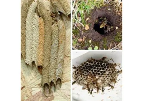 Wasps Control Melbourne - 2/2