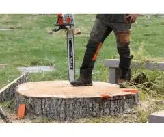 Safe & Efficient Tree Stump Removal in Gold Coast - Tree Essence