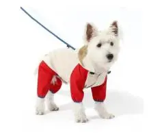 Smart Pet Care Products for Hassle-Free Routines