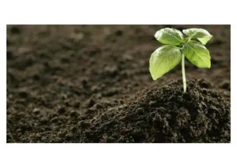Organic Fertiliser Available Now – Safe for Veggies, Fruits, and Flowers