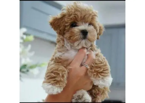 Registered Poodle Maltipoo Puppies - 1/4