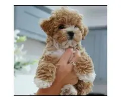 Registered Poodle Maltipoo Puppies