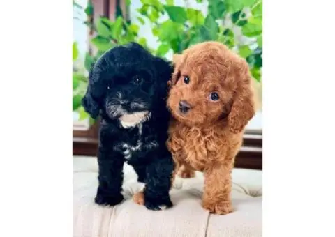 Registered Poodle Maltipoo Puppies - 2/4