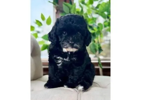 Registered Poodle Maltipoo Puppies - 3/4