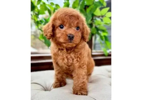 Registered Poodle Maltipoo Puppies - 4/4