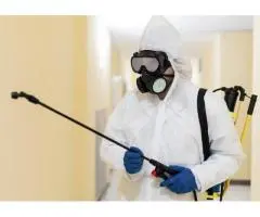 Professional Ant Treatment Gold Coast – Safe, Effective & Affordable