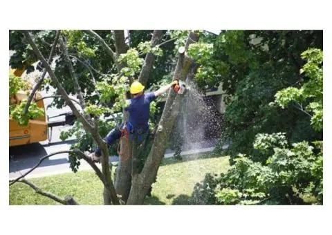 Commercial Tree Surgery Services | Professional Tree Care for Businesses