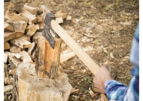 Top-Rated Stump Removal Adelaide | Same-Day Service